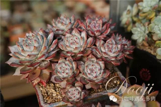 老桩大群多肉,大盆群生老桩图片大全
