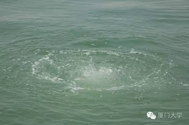 特色课程游泳课内容,隐藏的体育课