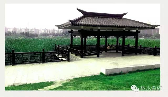 生在淮北，剩在上海