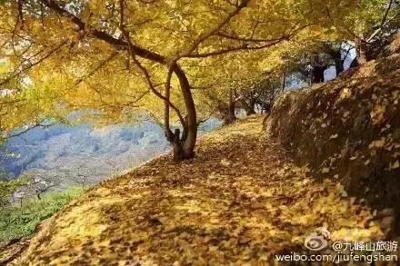 南雄看银杏值得去吗,南雄看银杏攻略