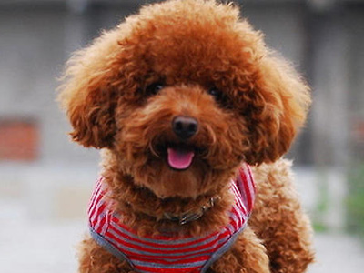 泰迪狗狗突然不让摸一摸就叫,泰迪狗狗乱咬鞋怎么办