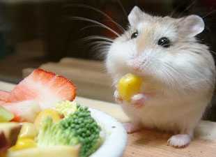 如何给仓鼠铲屎,仓鼠是不是要每天铲屎