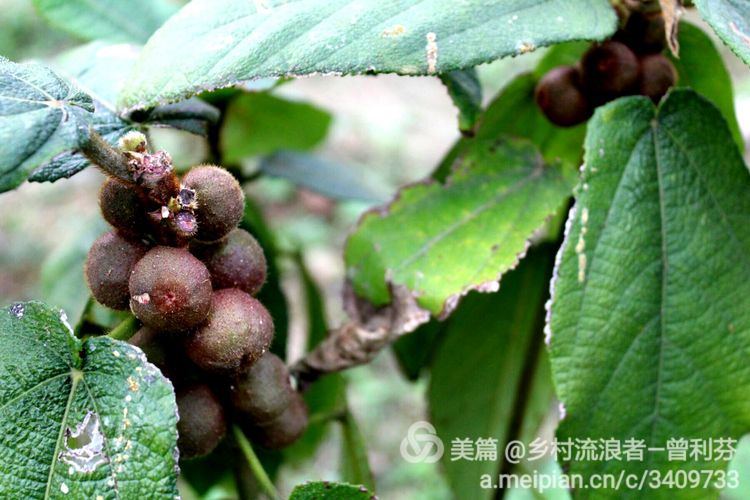 记住乡愁河源热水镇,发现河源