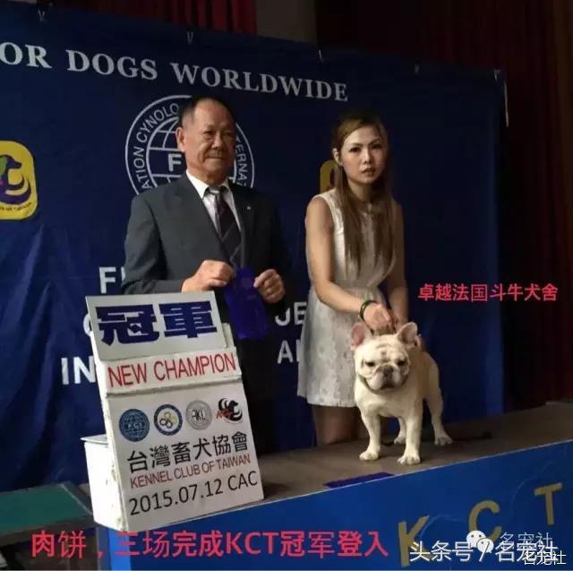 法国斗牛犬东北犬舍,法国斗牛犬犬舍视频