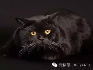 中华田园猫玄猫的性格,中华田园猫玄猫眼睛什么颜色