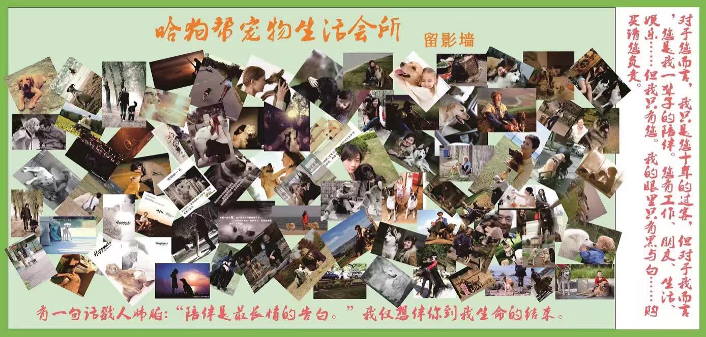 办犬舍费用,正规犬舍推荐