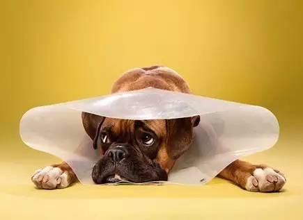 宠物狗长痘痘是怎么引起的,狗狗长痘痘有脓掉毛