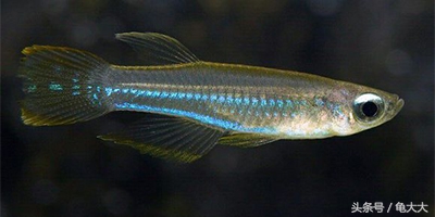灯鱼为什么会得霓虹灯病,灯科鱼为什么养不长时间就死了