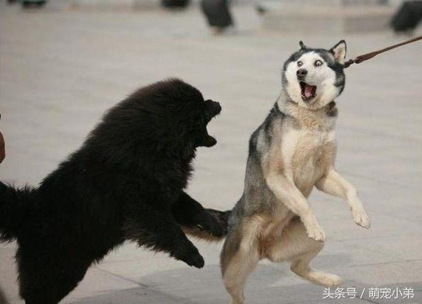 原来这样可以改善哈士奇乱叫的毛病