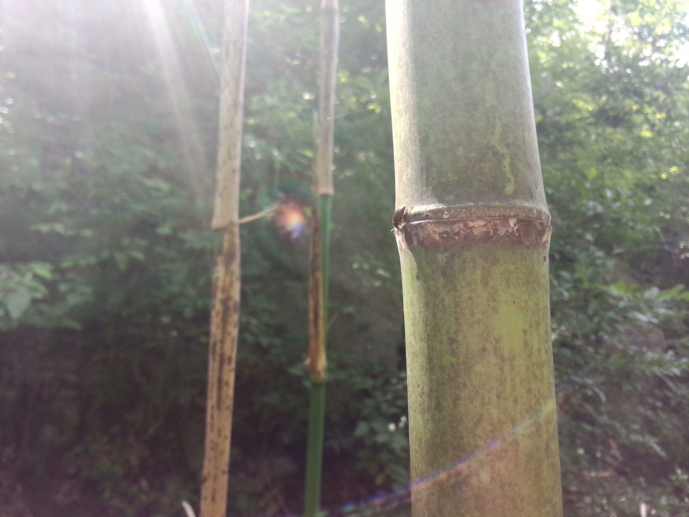 魅族的拍照很差？MX3的用户可不这么想