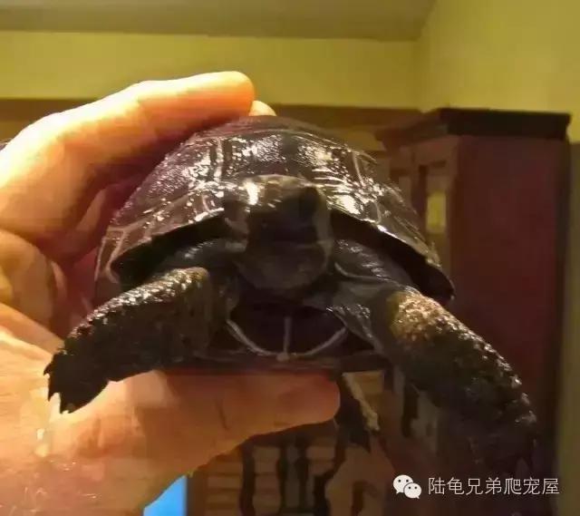 亚达饲养方法及注意事项,如何才可以在中国饲养亚达伯拉