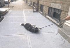 哈士奇长的可爱,你家哈士奇真的不会自卑吗