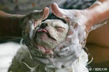 给狗狗洗澡的方法既简单又干净,超全狗狗洗澡流程分享