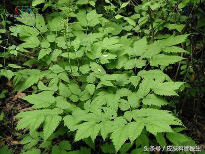 小儿口腔溃疡高烧有哪些偏方,十岁小孩口腔溃疡复发中医辨证