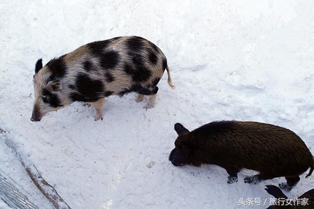 哈尔滨冷空气实拍,哈尔滨未来15天冷空气