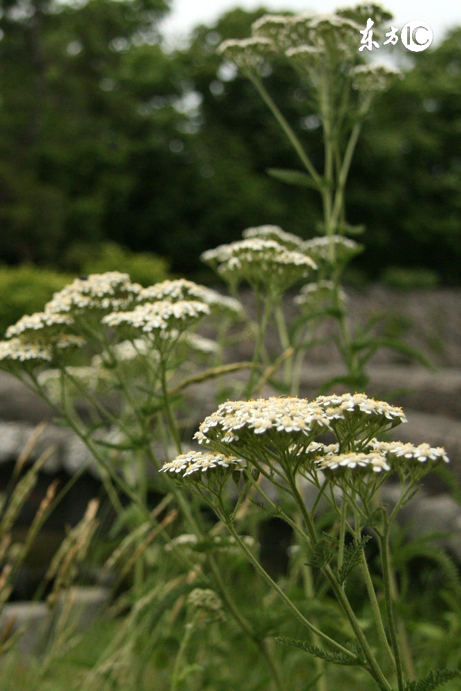 治疗皮肤瘙痒、*麻疹荨**，不可缺少的中药，认识吗？
