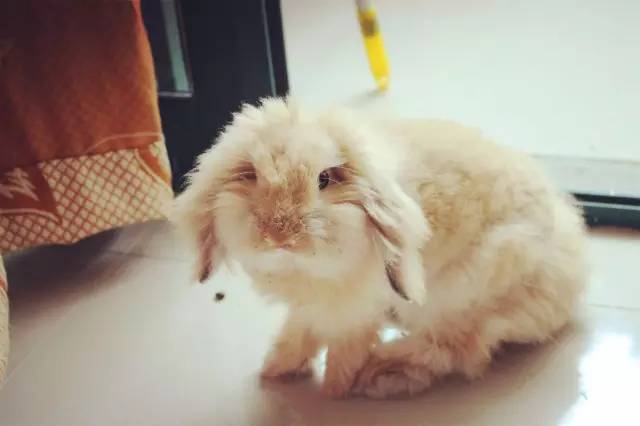 养宠物兔对人体有害吗,养宠物兔好玩吗
