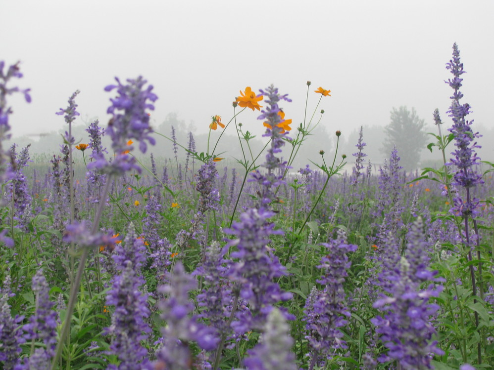 北京的薰衣草庄园门票,北京薰衣草庄园门头沟