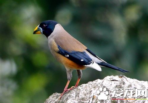 黑尾蜡嘴雀怎么训,蜡嘴鸟怎么训练能上手