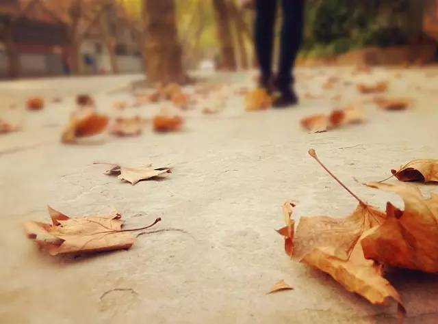 上海落叶不扫景观道,上海秋天不扫落叶的街道