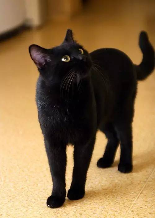 棰嗗吇棰勫憡,棰嗗吇濡堝