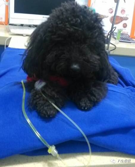 喜欢狗和爱狗区别,这就是喜欢和爱的区别完整版