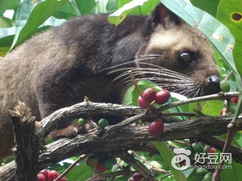 巴厘岛新婚礼物,巴厘岛婚礼甜点
