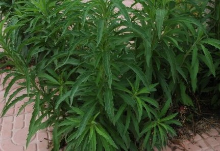 客家人常见的野果,环球客家