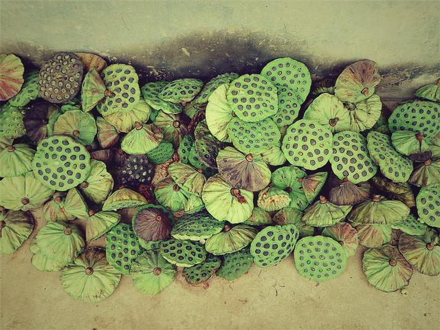 旅游游记到农村01：去看姑婆，农村的小植物治好了我的鼻炎