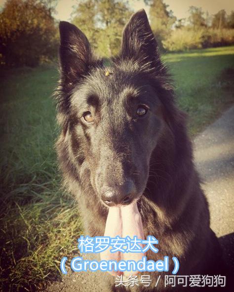 超级好看的大耳狗,短尾立耳狗