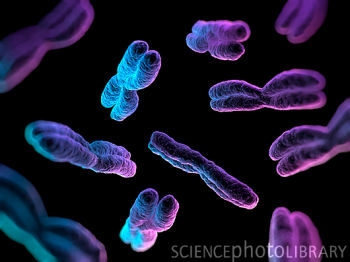 羊水穿刺检查费是多少钱,羊水穿刺检查染色体