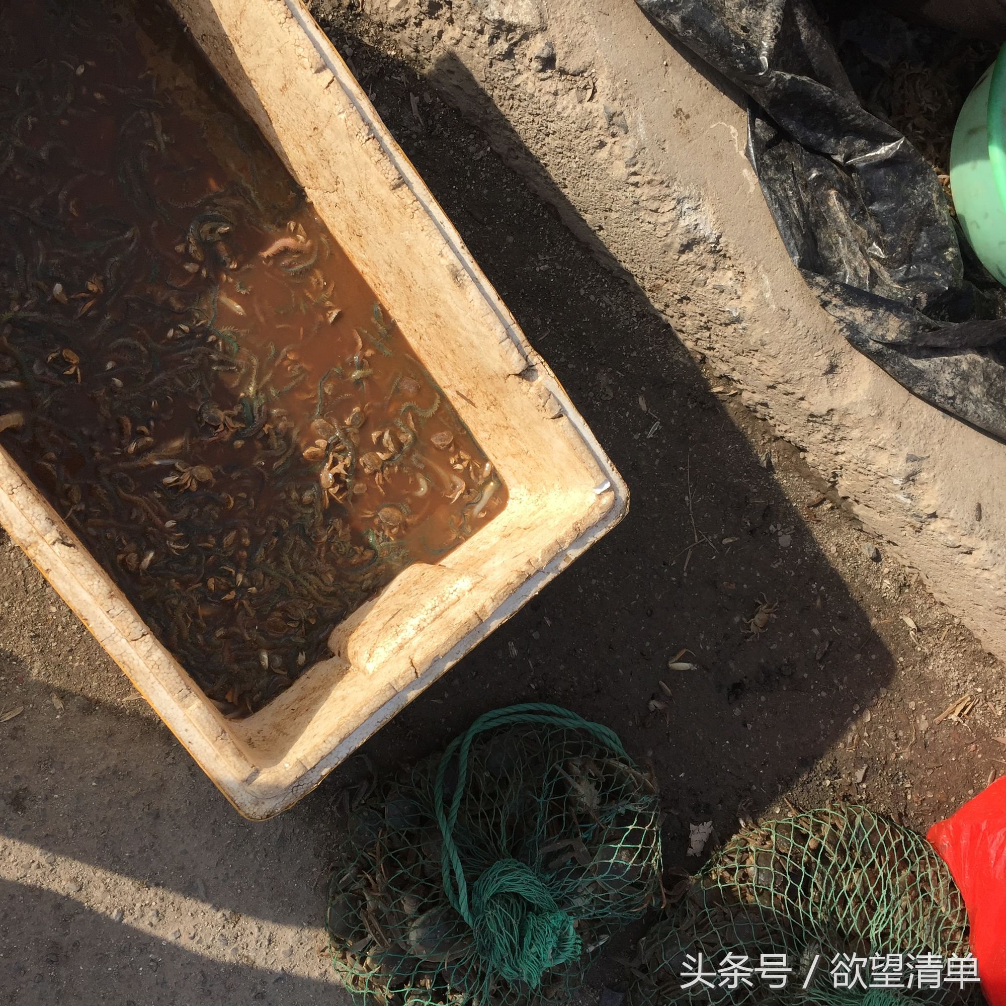 渔民在海中捞出来的奇葩东西,海里捕上来像鼻涕虫一样的东西