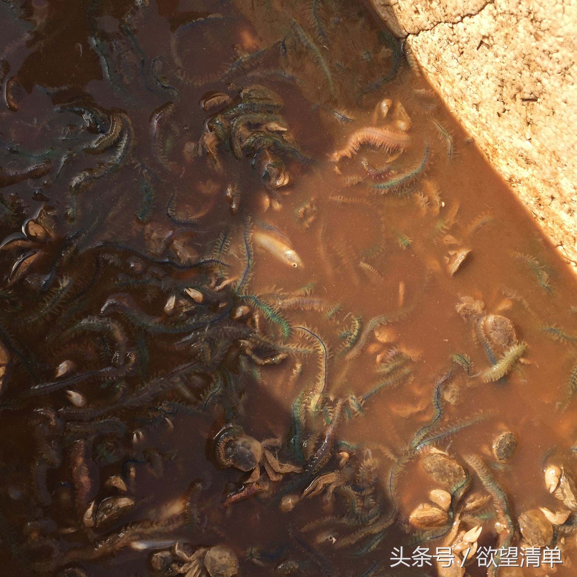 渔民在海中捞出来的奇葩东西,海里捕上来像鼻涕虫一样的东西