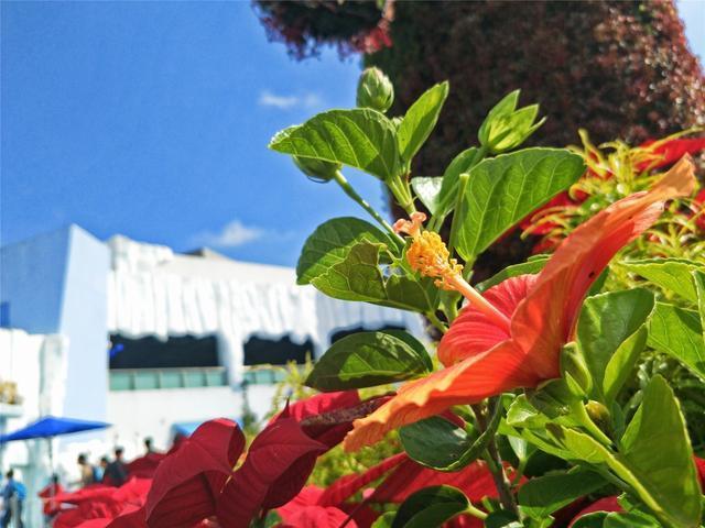 oppor9splus这款手机怎么样,oppor9s和oppor9splus哪个更好