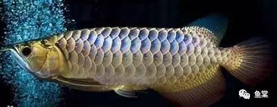 金龙鱼识图,金龙鱼怎样发色好看