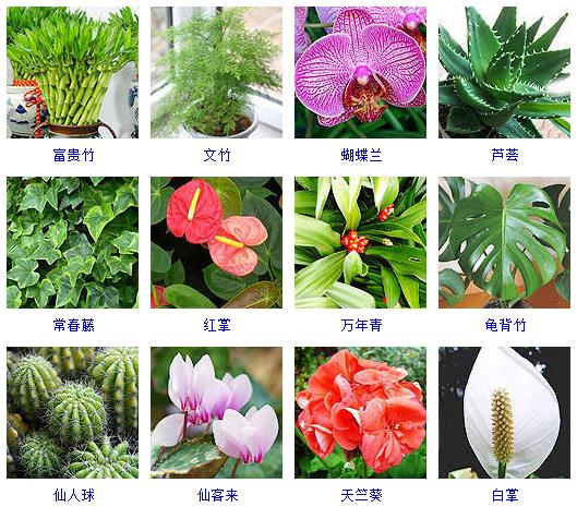 水养植物哪些最好养,水养小盆栽植物有哪些