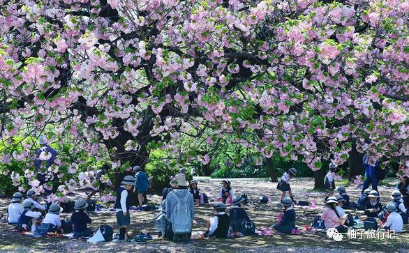 樱花旅行记全集视频,樱花季日本14天旅游攻略