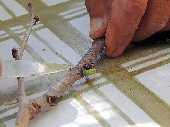 教你轻松完成果树、花木的嫁接，三种方法轻松掌握