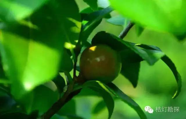 在野外什么千万别碰,这些植物千万不要乱碰