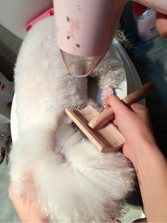 狗狗洗澡教程新手大型犬,狗狗洗澡教程新手入门