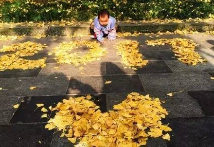 成都最后的银杏,成都附近最值得看的银杏