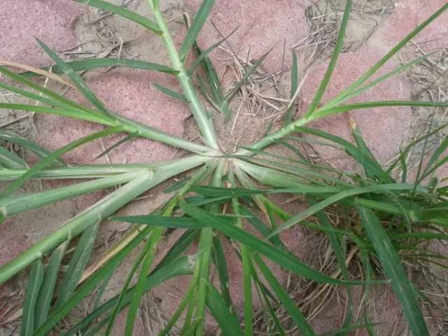 农村里常见的野草是药吗,农村常见野草中草药