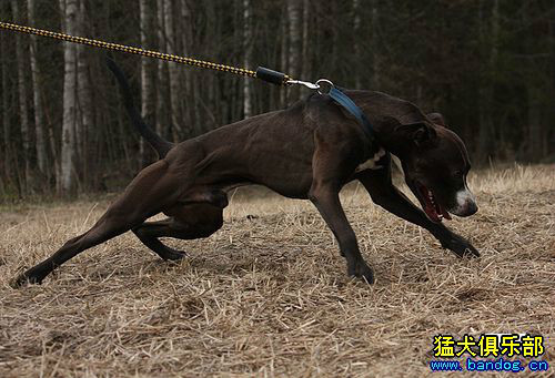 最忠诚的十大猛犬排行榜前十名,十大猛犬排行榜第一名是谁啊