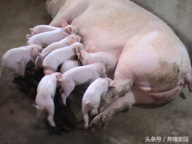 母猪常见的8个问题,解决母猪生理性不孕