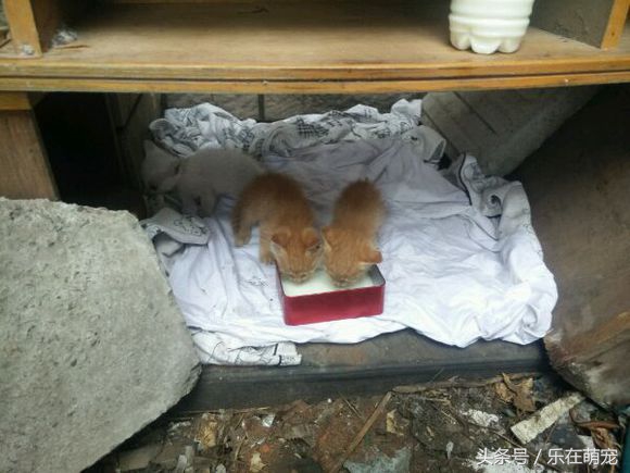 小奶猫眼睛被眼屎糊住了怎么办,流浪猫眼睛流脓被糊住完全睁不开