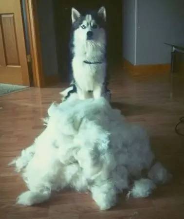 最不爱干净的宠物,最不爱掉毛的宠物