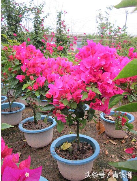 三角梅带根干枝如何栽培,如何让三角梅枝条木质化