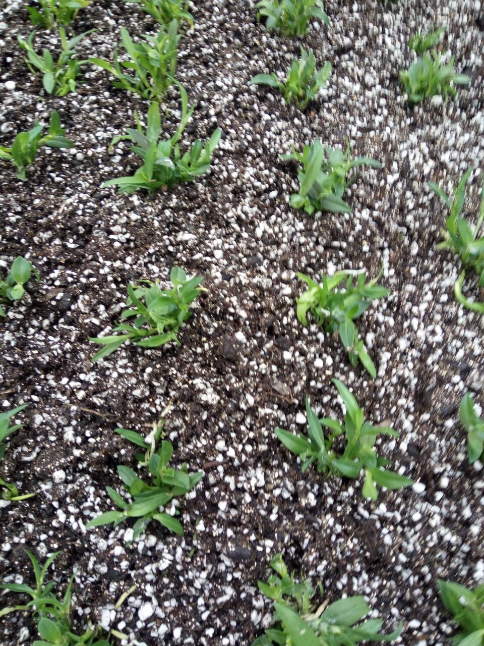 铁皮石斛的种植方法大全,铁皮石斛繁殖方法