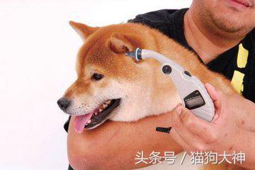 去宠物医院检测,宠物医院给狗狗量体温的方法