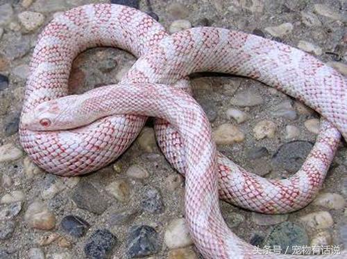 宠物蛇拒食一个星期,宠物蛇不捕食